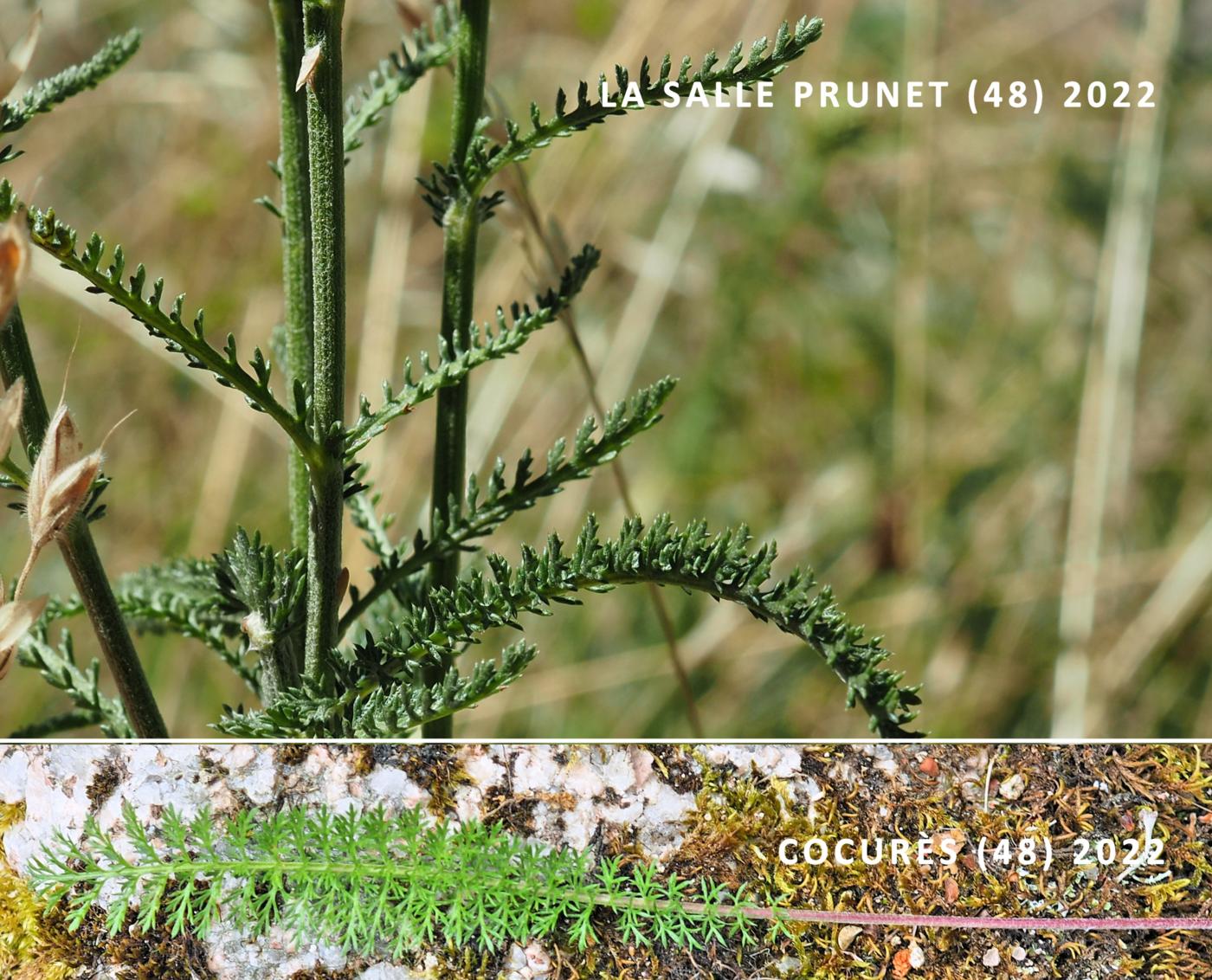 Yarrow leaf